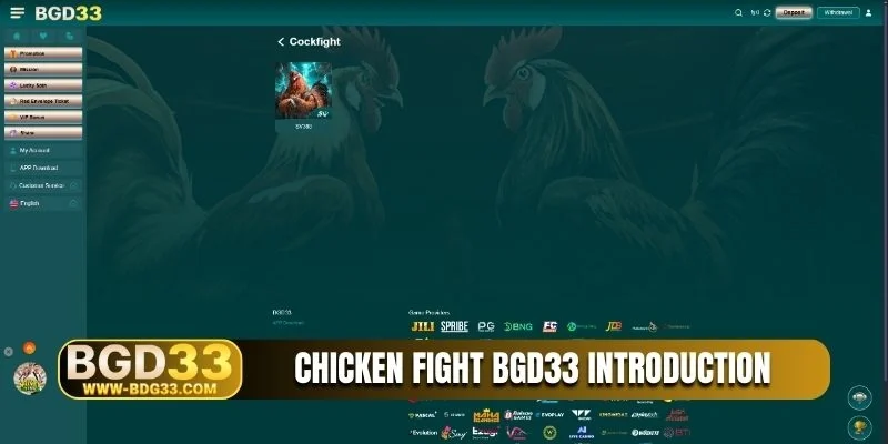 Chicken fight BGD33 introduction