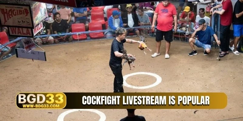 Cockfight livestream is popular