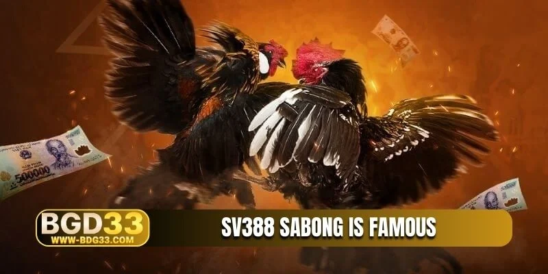 SV388 Sabong is famous