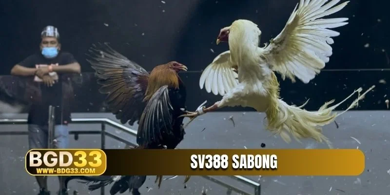 SV388 Sabong
